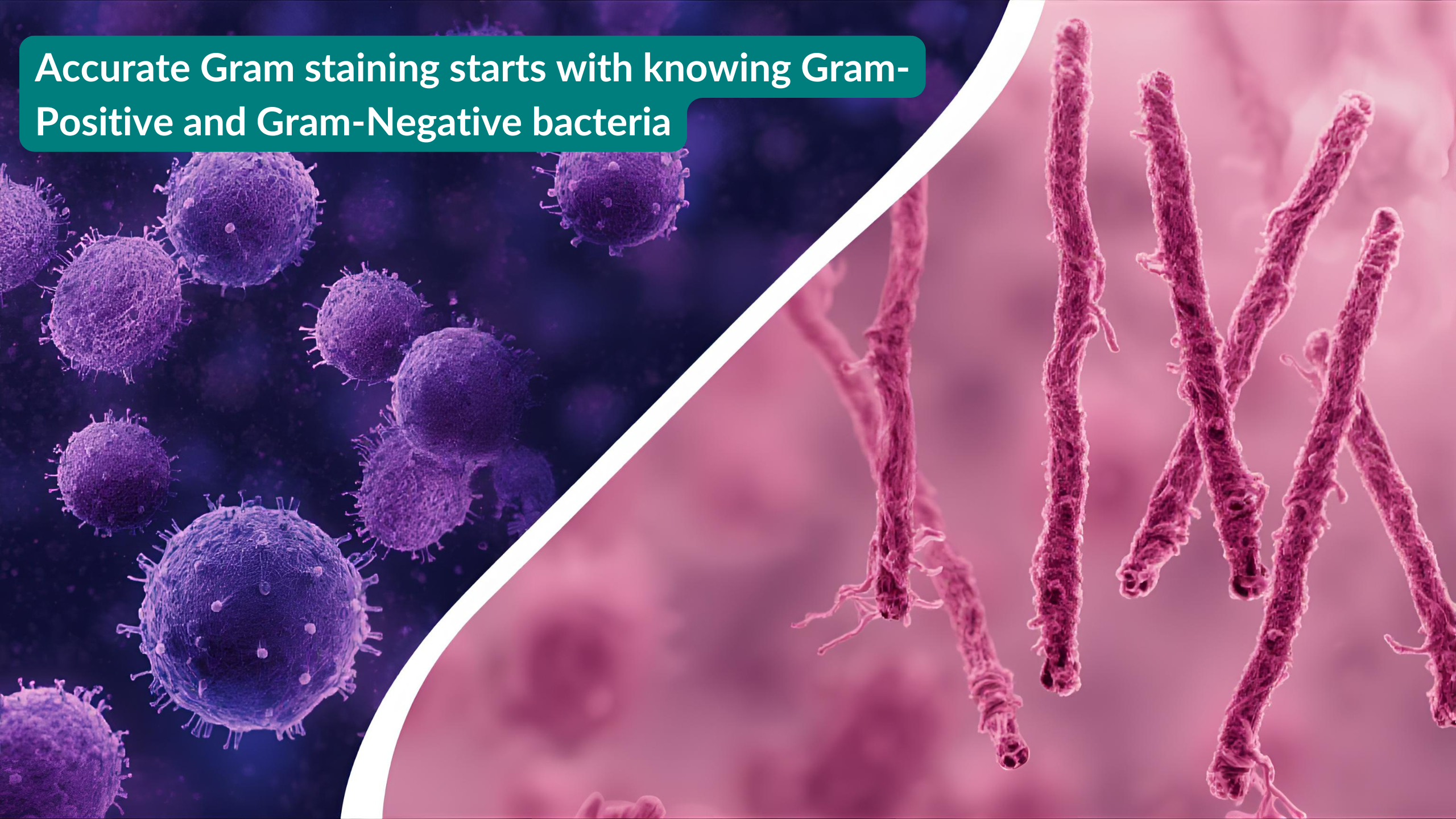 gram stain test procedure