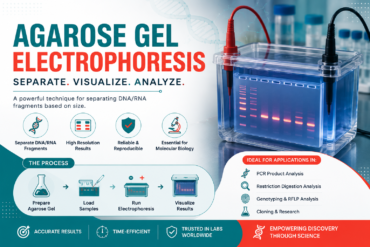 Agarose Gel Electrophoresis