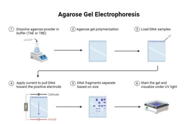 Agarose Gel Electrophoresis