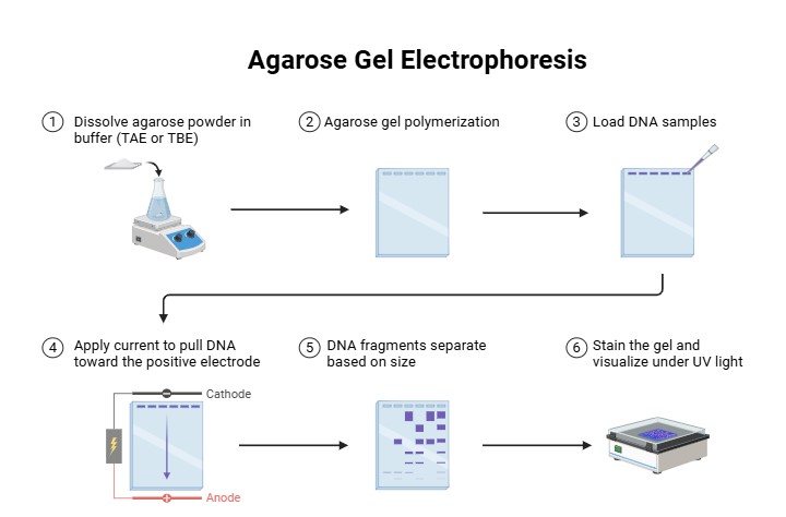 Agarose Gel Electrophoresis